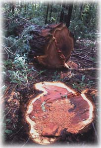 tree stump