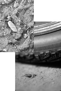 Beetles vs. Bike