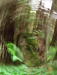 Swirly Forest