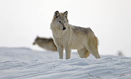 A wolf photographed by Kennan and Karen Ward