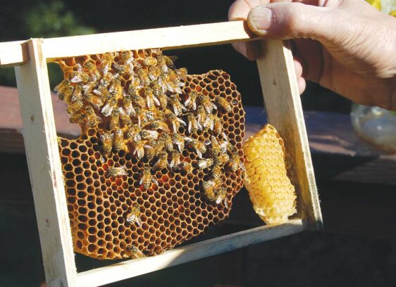 Guild Save the Queen