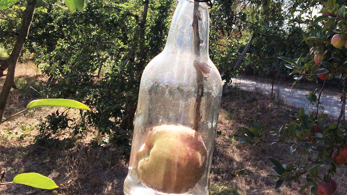 cider Santa Cruz Cider Co
