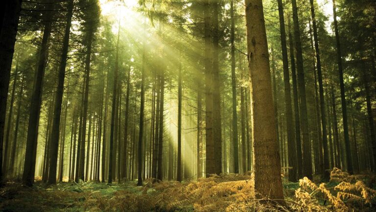 Pine Soul