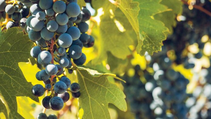 Santa Cruz Mountain Vineyard’s Bold Petite Sirah