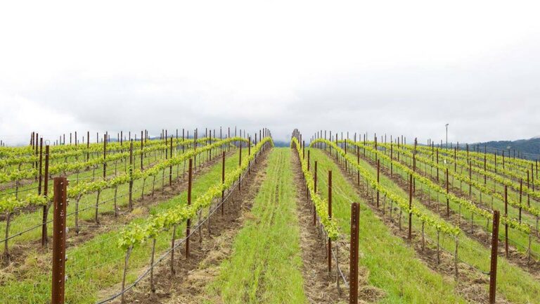 Organic Late Harvest Sauvignon Blanc