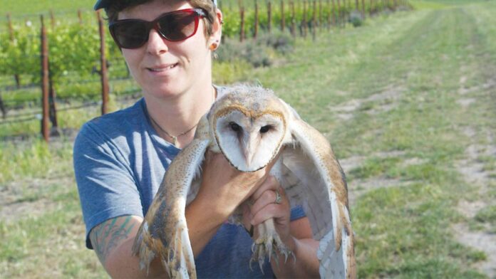 Wineries Use Owls for Rodent Problems