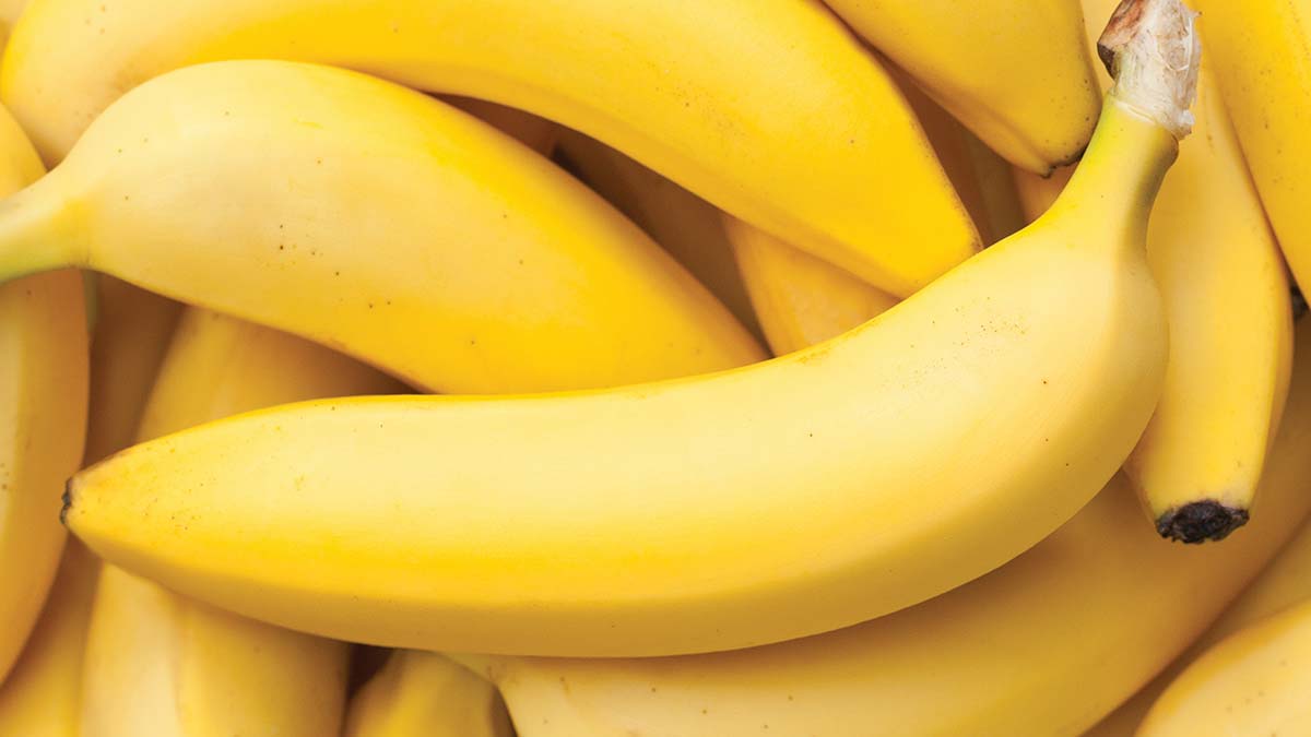 lots-bananas