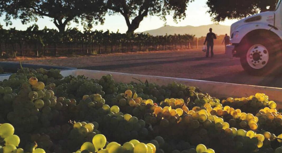 vineyard at sunset