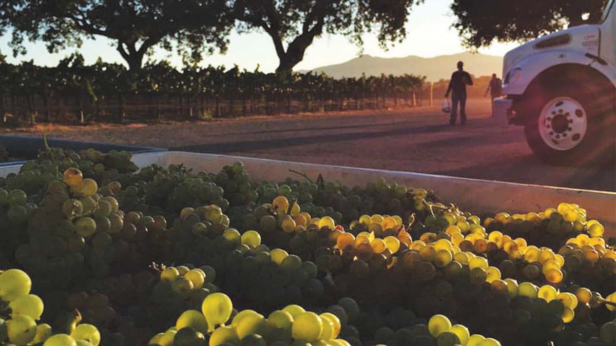 vineyard at sunset