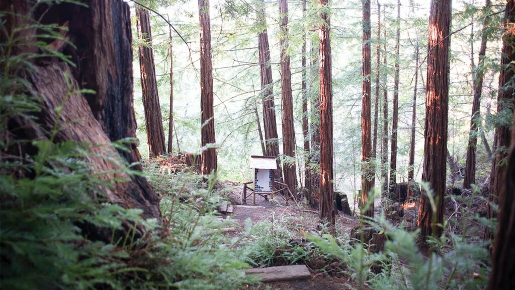 Wellstone Center in the Redwoos
