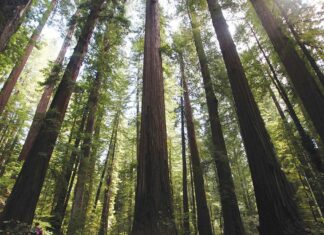 Environmentalists Take on Big Timber Redwood forest