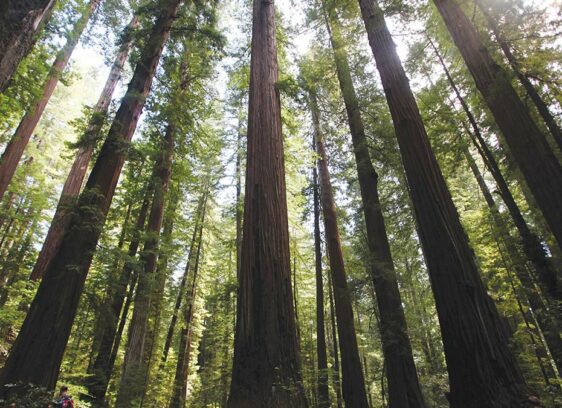 Environmentalists Take on Big Timber Redwood forest