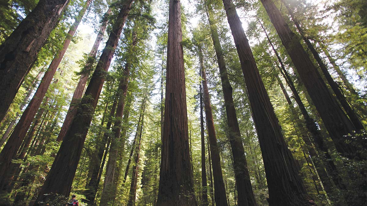 Redwood forest