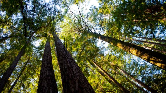 UCSCโs First College Named After a Woman Redwood grove