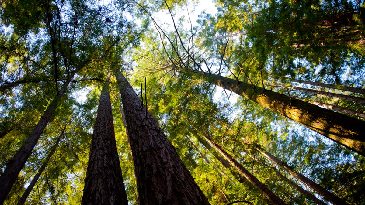 Redwood grove