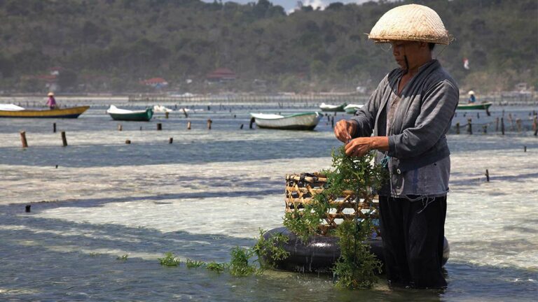 Could Farmed Seaweed Save Us?