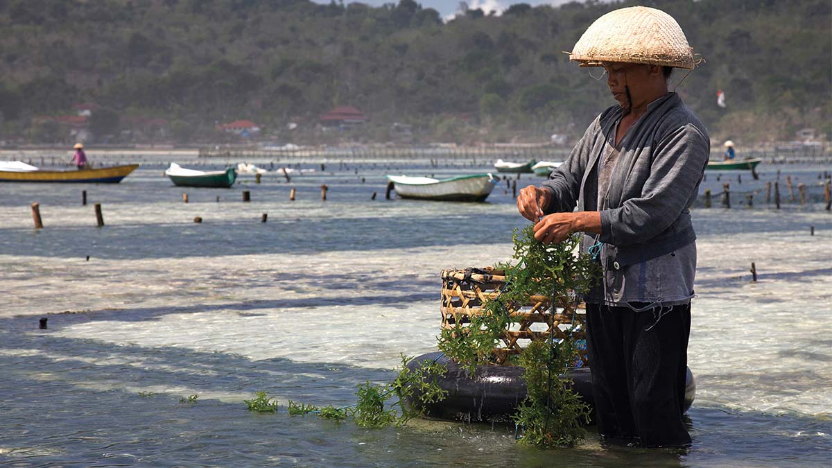 Seaweed farm in Asia