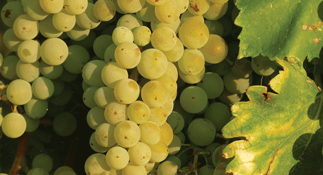 Chardonnay grapes on the vine