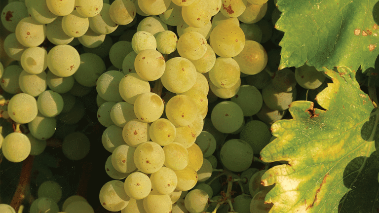 Grenache Blanc from Santa Cruz Mountain Vineyard
