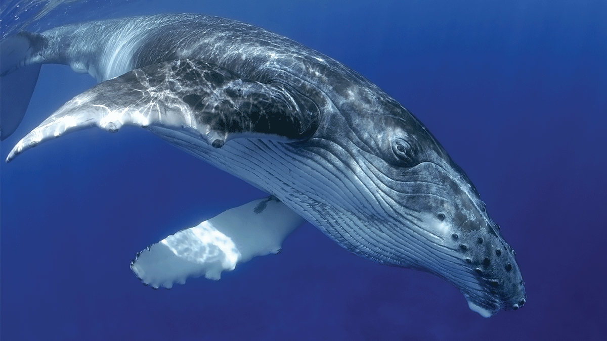 humpback whale