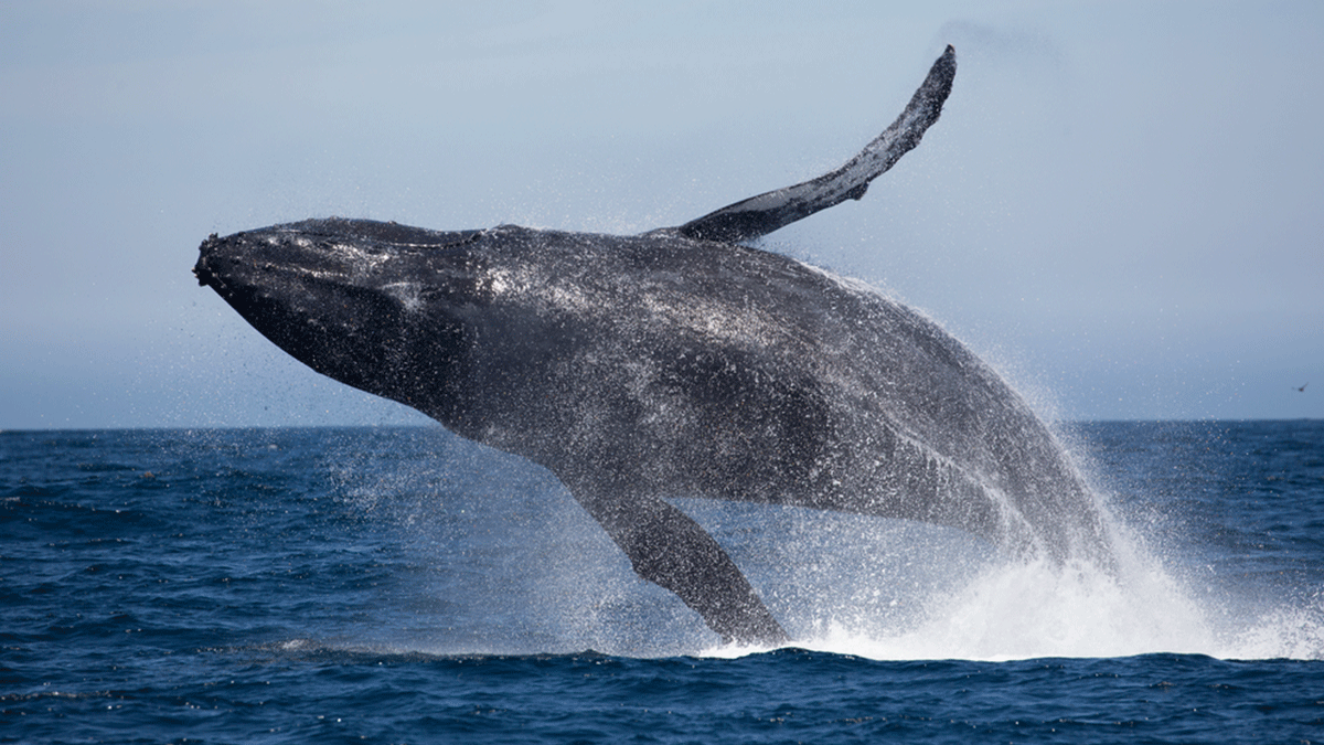 humpback whale breaching