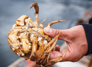 Crab Season’s Claw-Inspiring Return crab