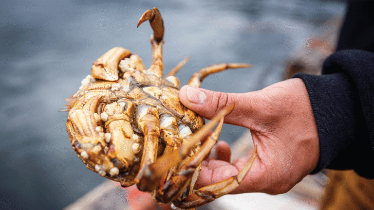 Crab Season’s Claw-Inspiring Return