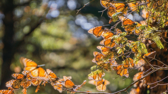 6 Things To Do in Santa Cruz This Week Monarch butterflies