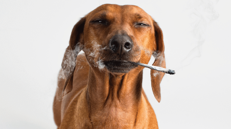 When Pets Eat Pot