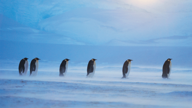 Frans Lanting Show at the Rio Explores the Antarctic