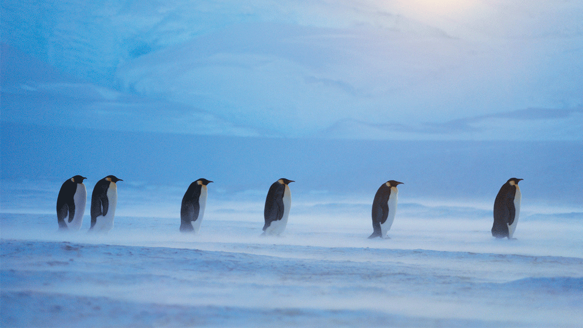 Frans Lanting photographer Antarctic penguins