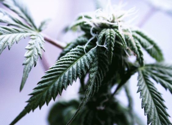 Cannabis Tax May Not Cure Ailing State Budget cannabis tax