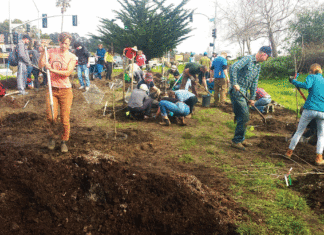 New Santa Cruz Orchard the Latest Greening Effort Santa Cruz Fruit Tree Project