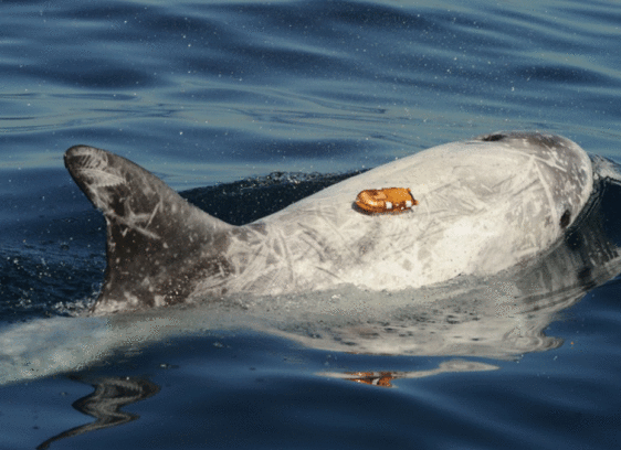 How Loud Noises Are Leaving Whales Stranded underwater noise - dolphin