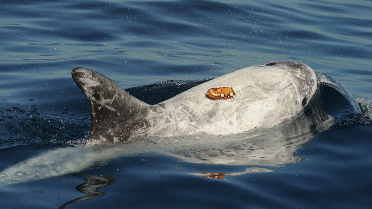 underwater noise - dolphin