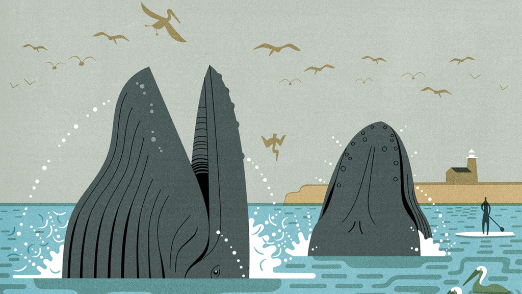 best of santa cruz - humpbacks doug ross