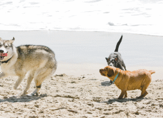 Dog Lovers Win Battle Against Park Service dog walking advocates