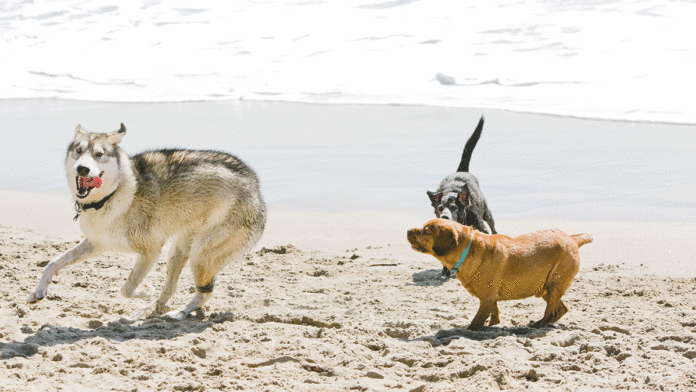 Dog Lovers Win Battle Against Park Service dog walking advocates