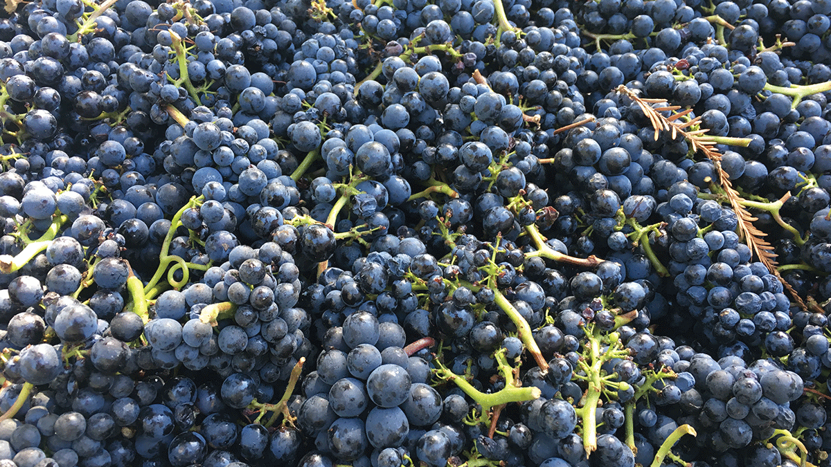 Pinot noir grapes from Armitage Wines