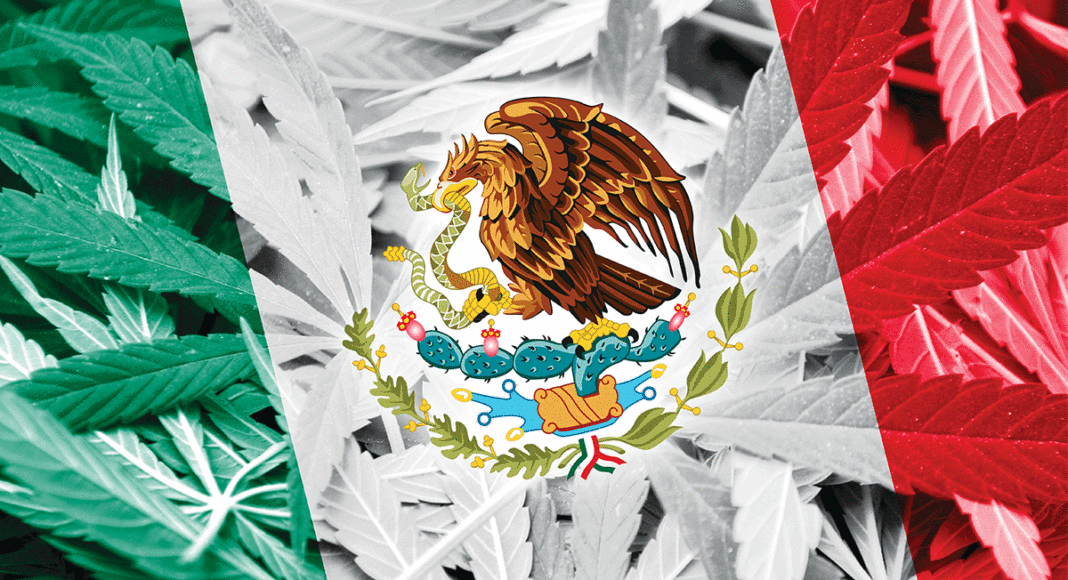 immigrants cannabis