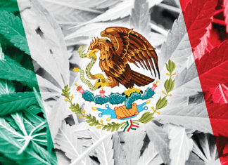 For Immigrants, Cannabis Is Still a Serious Risk immigrants cannabis