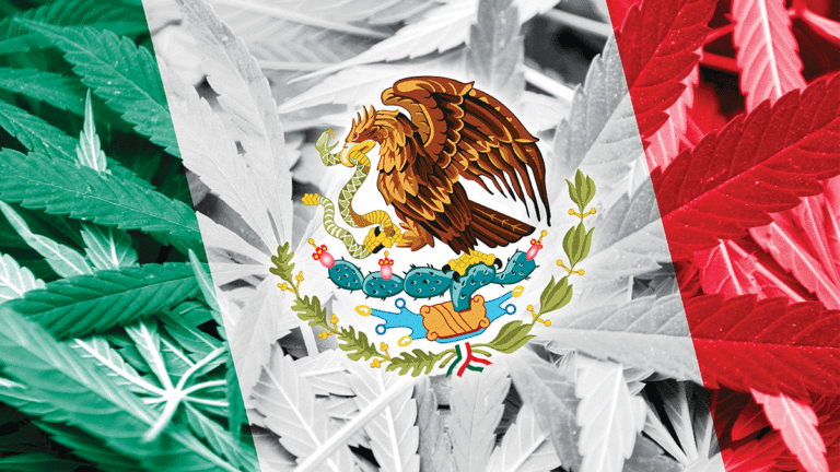 For Immigrants, Cannabis Is Still a Serious Risk