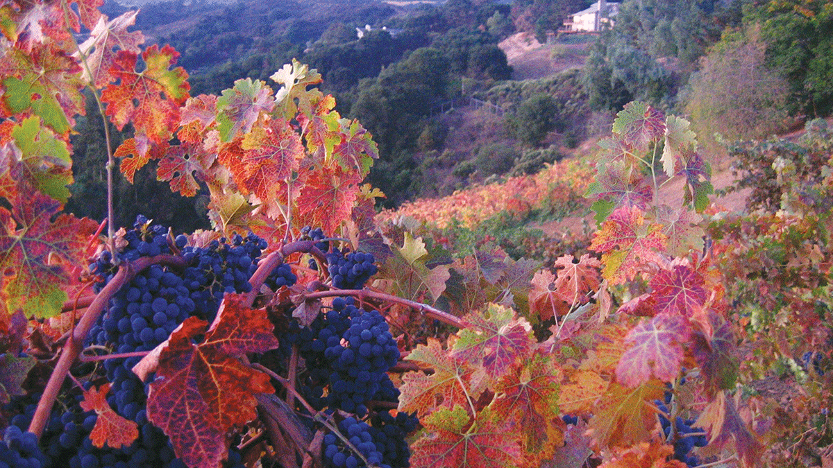 Santa Cruz Mountain Vineyardâ€™s Cabernet 2013