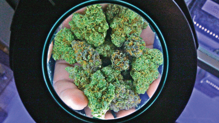 Essential Questions on Cannabis Growing weed legally is difficult with conflicting regulations
