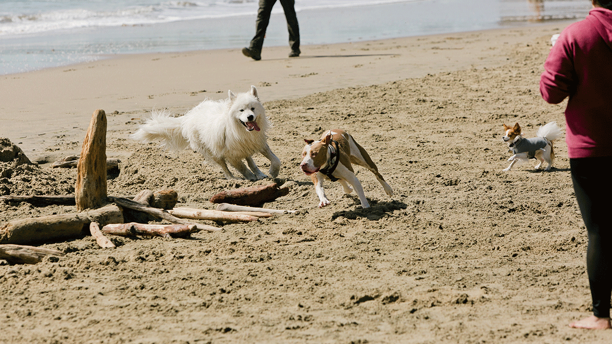off-leash laws dogs running on a beach in Santa Cruz