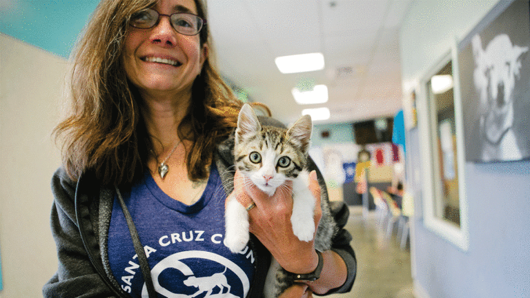Kitten Flippers Take in Foster Cats