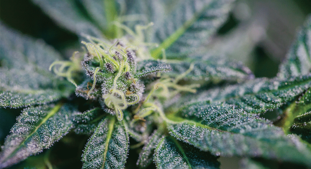 Cannabidiol CBD