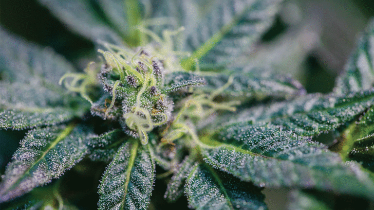 The ABCs of CBD