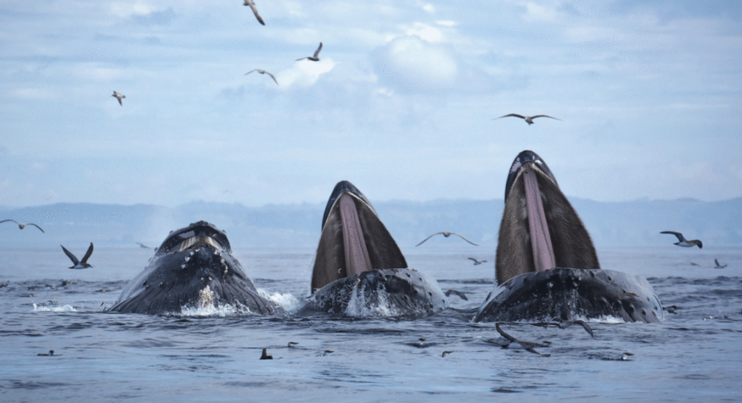 protect monterey bay marine sanctuary humpback whales