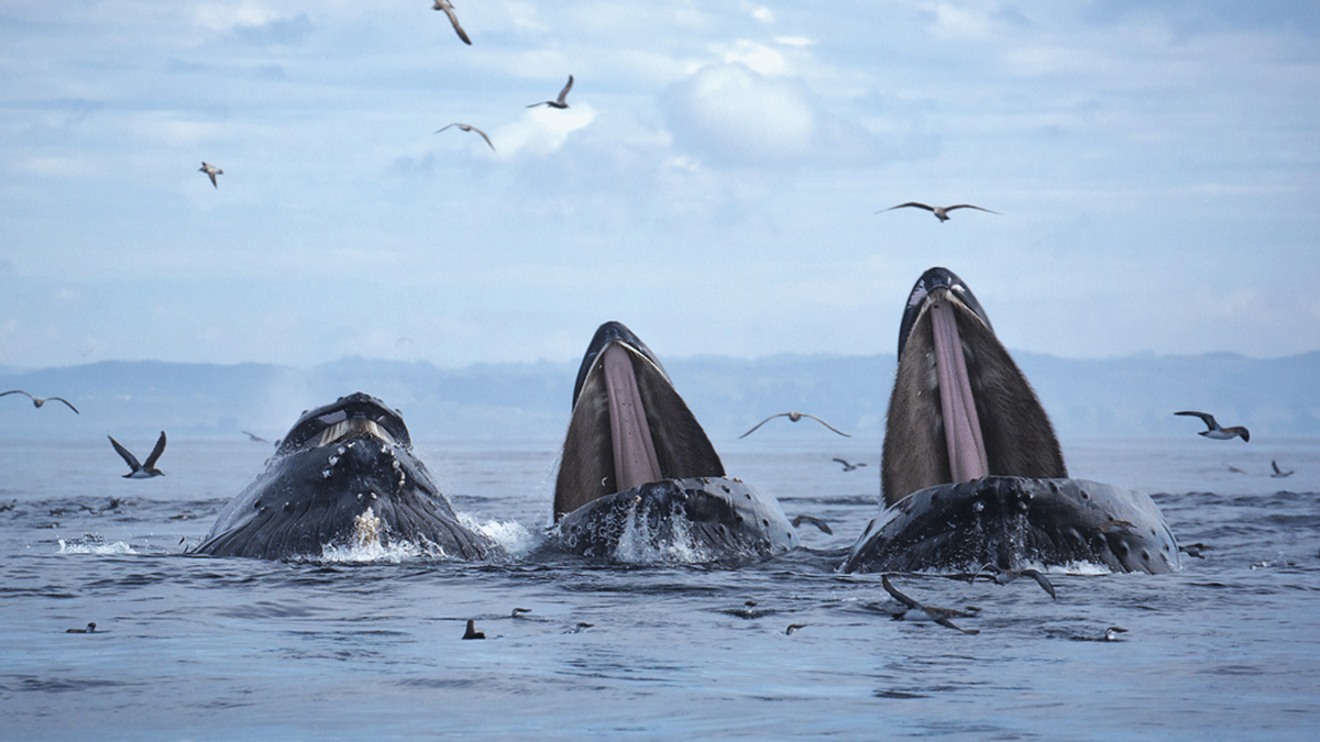 protect monterey bay marine sanctuary humpback whales